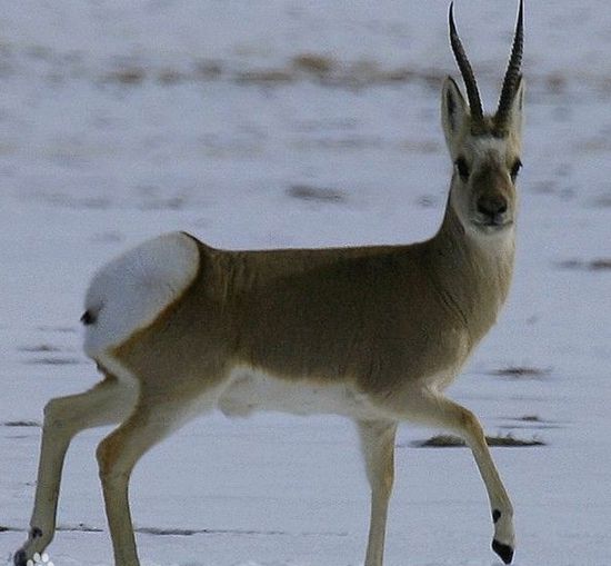 རྒོ་དམར།