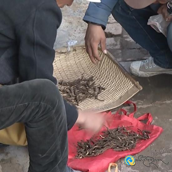 འབའ་རྫོང་གི་དབྱར་རྩྭ་དགུན་འབུའི་ཉོ་འཚོང་བྱ་བ་གཏན་འཇགས་ངང་སྤེལ་བཞིན་པ།