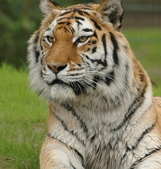 སྟག