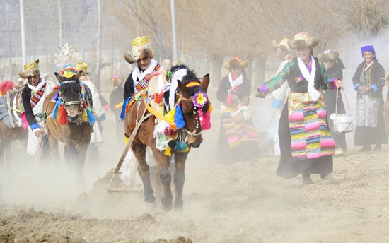ལྷ་སའི་ཆུ་ཤུར་རྫོང་གི་བོད་རིགས་མང་ཚོགས་ཀྱིས་ཞིང་རྨོ་འགོ་བརྩམས་པ།