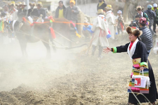 ལྷ་སའི་ཆུ་ཤུར་རྫོང་གི་བོད་རིགས་མང་ཚོགས་ཀྱིས་ཞིང་རྨོ་འགོ་བརྩམས་པ།
