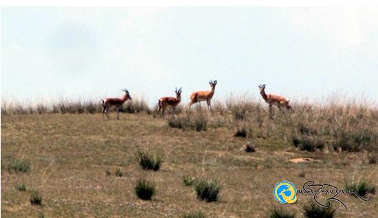 ལྗང་མདོག་གི་རྨི་ལམ་སྲུང་མཁན་ཏེ་མགོན་པོ་རྒྱལ་གྱིས་སྐྱེ་ཁམས་ལ་སྲུང་སྐྱོབ་བྱེད་བཞིན་པ།
