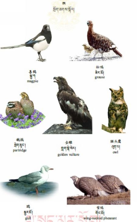 རྒྱ་བོད་དབྱིན་གསུམ་གསར་བྱུང་རྒྱུན་བཀོལ་རིས་འགྲེལ་མིང་མཛོད་ལས་སྲོག་ཆགས་ཀྱི་སྐོར།