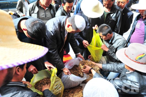 བོད་ལྗོངས་ལྷ་ས་གྲོང་ཁྱེར་དུ་དབྱར་རྩྭ་དགུན་འབུ་སྔར་ལས་བྲིན་སྐྱེན་པོར་གྱུར་པ།