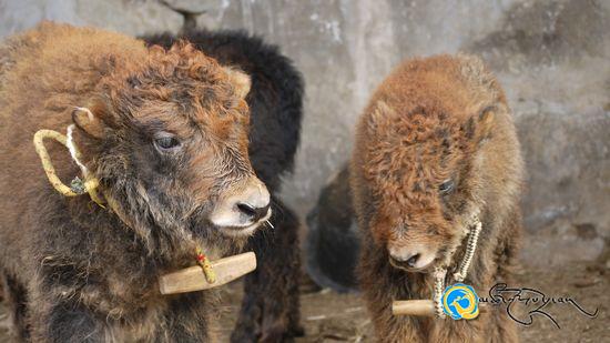 མཚོ་ནུབ་ཁུལ་ཐེམ་ཆེན་རྫོང་གི་འབྲོང་རྒྱུད་གསོ་སྤེལ་བྱ་བའི་མདུན་ལྗོངས་བཟང་བ།
