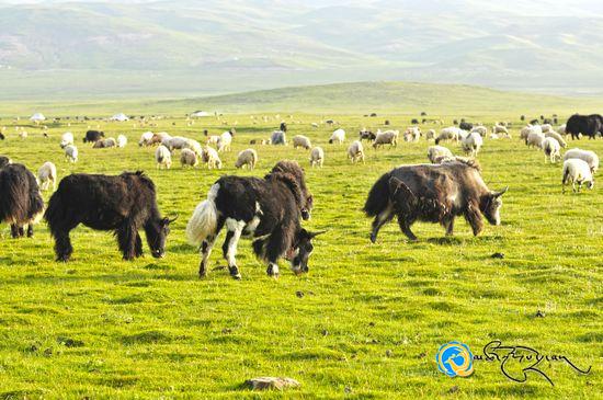 སྐྱེ་ཁམས་ཕྱུགས་ལས་ཀྱི་ཚོད་ལྟ་བྱེད་ཁུལ་ཐོག་མའི་འཆར་བཀོད་ལ་ཆོག་མཆན་ཐོབ་པ།