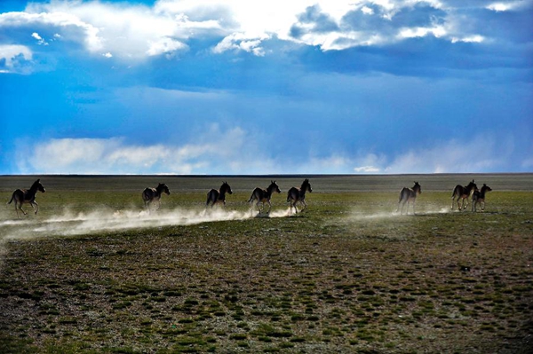 བྱང་ཐང་གི་རྐྱང་ཚོགས་ཀྱི་གྲངས་ཚད་རིམ་གྱིས་འཕེལ་བ།