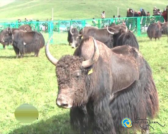 འབའ་རྫོང་གི་ཐོན་ལས་གླིང་ཆེན་པོ་གསུམ་གྱི་འཛུགས་སྐྲུན་བརྟན་པོར་སྤེལ།