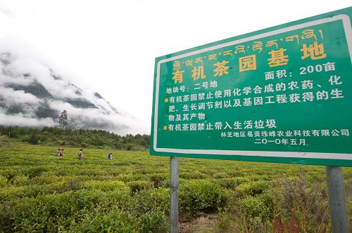 ས་བབ་ཆེས་མཐོ་བའི་ཇ་ར་སྟེ་བོད་ལྗོངས་ཡིད་འོང་ཇ་ར།