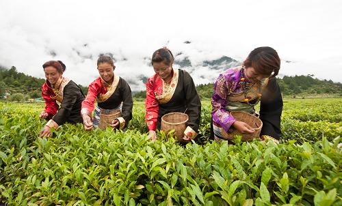 ས་བབ་ཆེས་མཐོ་བའི་ཇ་ར་སྟེ་བོད་ལྗོངས་ཡིད་འོང་ཇ་ར།