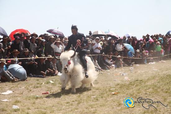 གསེར་ཆེན་རྫོང་གི་བླ་མཚོ་རྟགས་མའི་རྟ་རྒྱུག་དགའ་སྟོན་དང་ཕྱུགས་རྒྱུད་འགྲན་ཚོགས་བསྡུས།