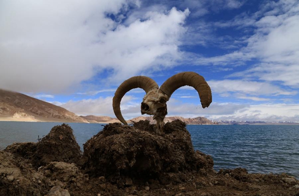 ལྷིང་འཇགས་ཀྱི་ལུ་མ་བྱང་སྟོང་མཚོ།