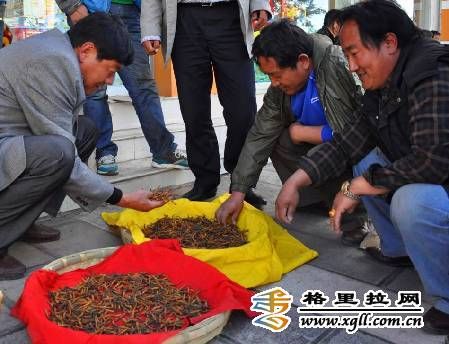 སེམས་ཀྱི་ཉི་ཟླའི་ཚོང་རར་ད་ལོའི་དབྱར་རྩྭ་དགུན་འབུ་བཙོང་འགོ་བརྩམས་པ།
